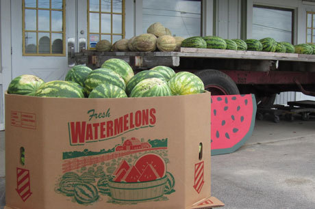 Swan's Pumpkin Farm in Racine County - Wholesale Watermelons Available